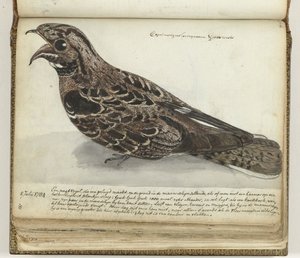Nachtschwalbe