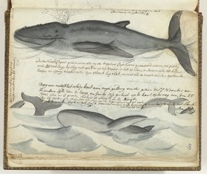 Nordkaper von Jan Brandes