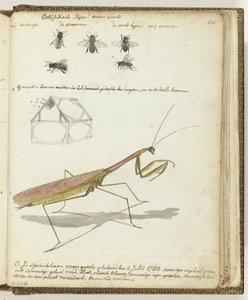Ostindische Bienen und Heuschrecke von Jan Brandes