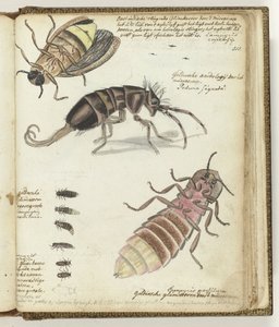 Ostindische und Gelderse Glühwürmchen von Jan Brandes