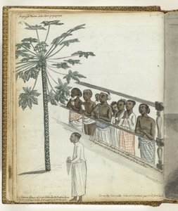 Papayabaum, Rechtssuchende beim Dessave und ein 
