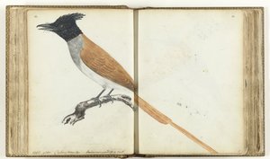 Paradiesfliegenschnäpper von Jan Brandes