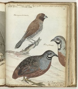 Reisvogel und ostindische Kiebitze