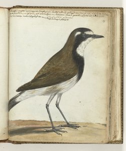 Schafvogel oder Kap-Nachtigall von Jan Brandes