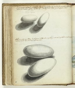 Schildkröten- und Schlangeneier von Jan Brandes