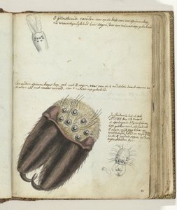Spinnenköpfe