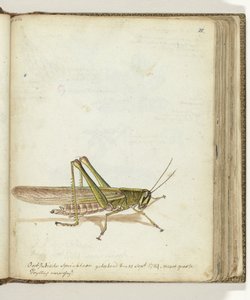 Heuschrecke von Jan Brandes