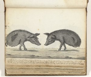 Schweine ohne Hinterbeine von Jan Brandes