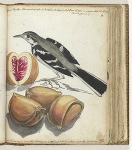Bachstelze mit Früchten von Jan Brandes