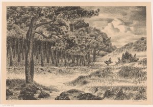 Wald in einer Hügellandschaft