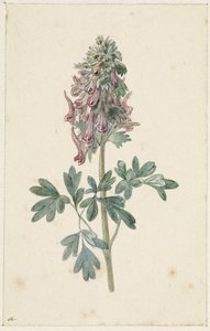 Blühende Corydalis bulbosa von Jan Jacob Goteling Vinnis