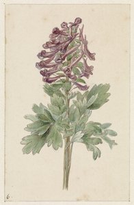 Blühende Corydalis bulbosa von Jan Jacob Goteling Vinnis