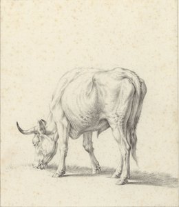 Weidender Stier von Jan Kobell (II)