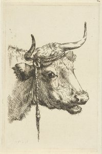 Kopf einer Kuh von Jan Kobell (II)