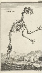 Skelett eines Kaninchens (Konyn)