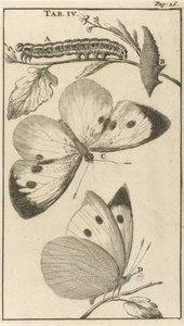 Raupen, Puppen und Schmetterlinge IV von Jan Luyken