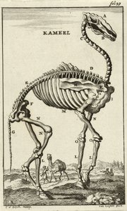 Skelett eines Kamels, ca. 1680er