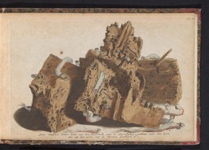 Teile von Pfählen, die von Schiffsbohrwürmern befallen sind, 1731 von Jan Ruyter