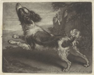 Rennender Hund, möglicherweise ein Spaniel