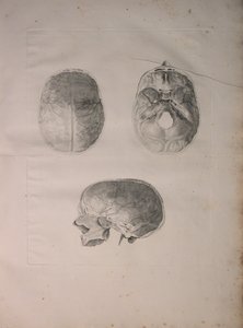 Albinus II, Tafel III, Schädelknochen, Illustration aus 