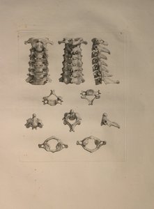 Albinus II, Pl. X: Halswirbel, Illustration aus 