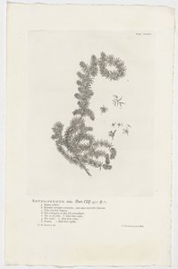 Anthospermum aethiopicum Anthospermum mas. Hort. Cliff. 455 sp. 1