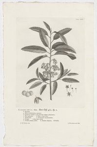 Kiggelaria africana von Jan Wandelaar