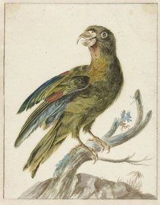Sittich