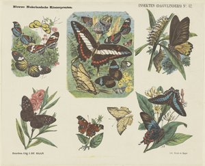 Insekten (Tagfalter)