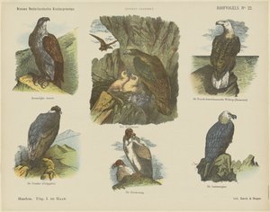 Raubvögel von Jan de Haan