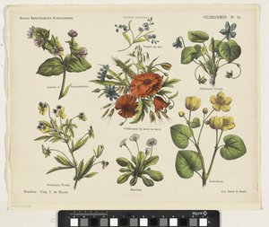 Feldblumen von Jan de Haan