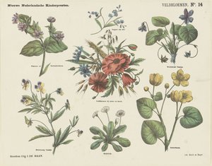 Feldblumen von Jan de Haan