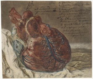 Drucke des Gehirns und des Herzens (Anatomische Studie eines menschlichen Herzens) von Jan l