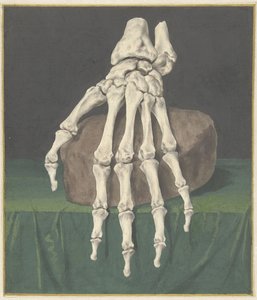 Skelett einer Hand von Jan l