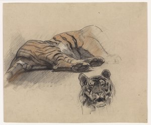Liegender Tiger und Kopf eines Tigers von Jan van Essen
