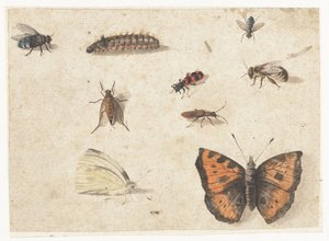 Blatt mit Studien von neun Insekten von Jan van Kessel (I)