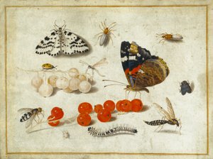 Schmetterling, Raupe, Motte, Insekten und Johannisbeeren, ca. 1650-65 (Gouache und Tinte auf Pergament) von Jan van Kessel the Elder