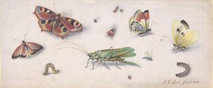 Insekten, Schmetterlinge und eine Heuschrecke, 17. Jahrhundert