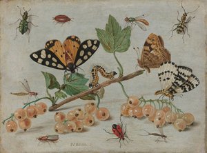 Insekten und Früchte, ca. 1660-65 (Öl auf Kupfer) von Jan van Kessel the Elder