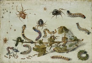 Verschiedene Spinnen und Raupen mit einem Stachelbeerspross, frühe 1650er Jahre