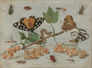 Insekten und Früchte von Jan van Kessel the Elder