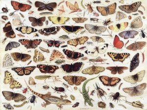 Studie von Schmetterlingen und anderen Insekten von Jan van Kessel the Elder