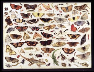 Studie von Schmetterlingen und anderen Insekten von Jan van Kessel the Elder