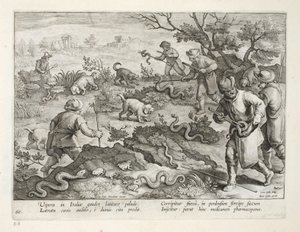 Italienische Vipern fressen Kröten, Tafel 60, Illustration aus 