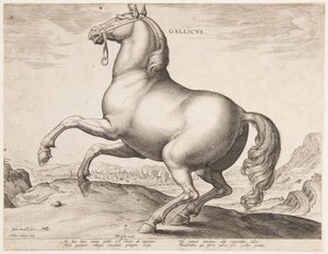 Ein französisches Pferd, aus dem ersten Satz von "Equile Joannis Austriaci" von Jan van der Straet, called Stradanus