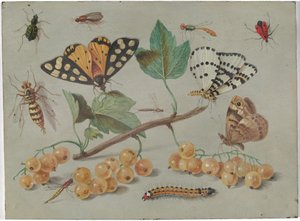 Studie von Schmetterling und Insekten, um 1655 von Jan van the Elder Kessel