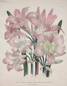 Belladonna-Lilie: Amaryllis belladonna