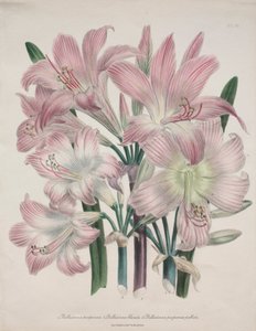 Belladonna-Lilie: Amaryllis belladonna