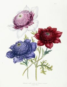 Kultivierte doppelte Sorten von Anemone coronaria, 1843-49 von Jane Loudon