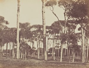Steinpinienhain, Villa Pamfili Doria, Rom